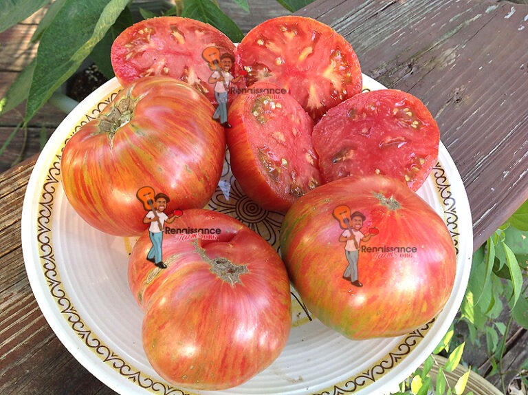 Dwarf Firebird Sweet Tomato Renaissance Farms Heirloom Tomato Seeds