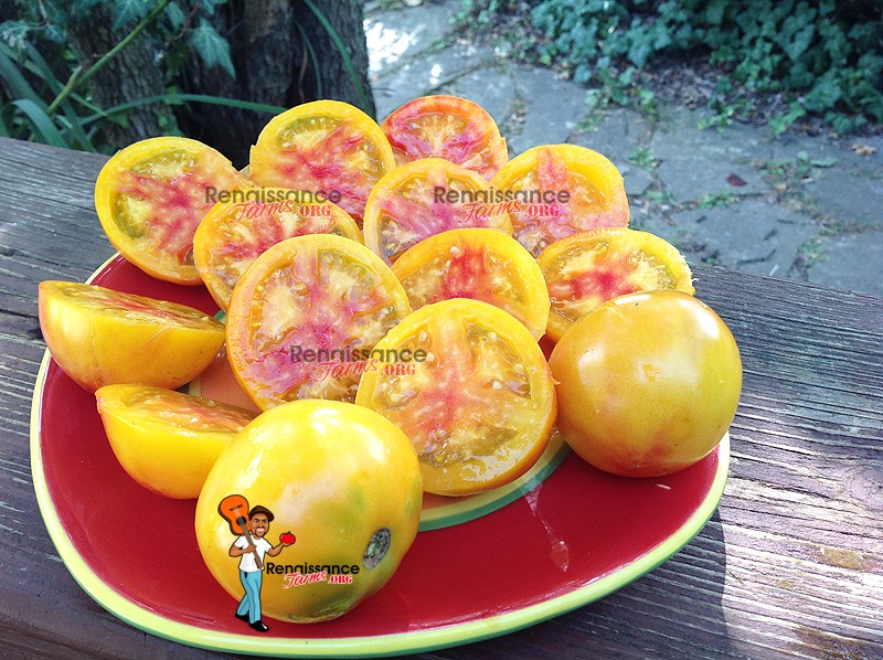 The Best Heirloom Tomatoes On The Planet Find Them Here!