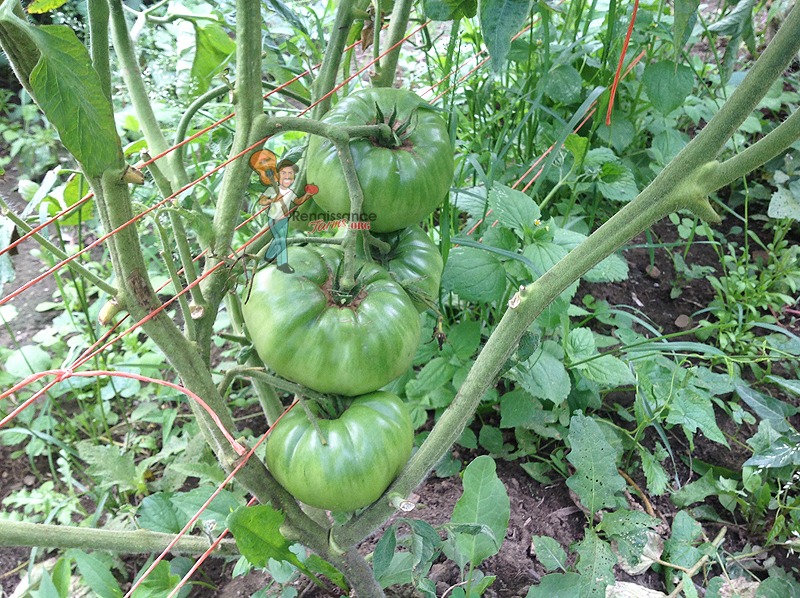 Italian Giant Beefsteak Tomato