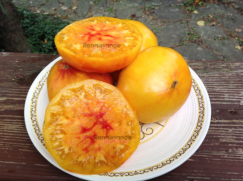 Tomato - German Baptist Heirloom Slicer