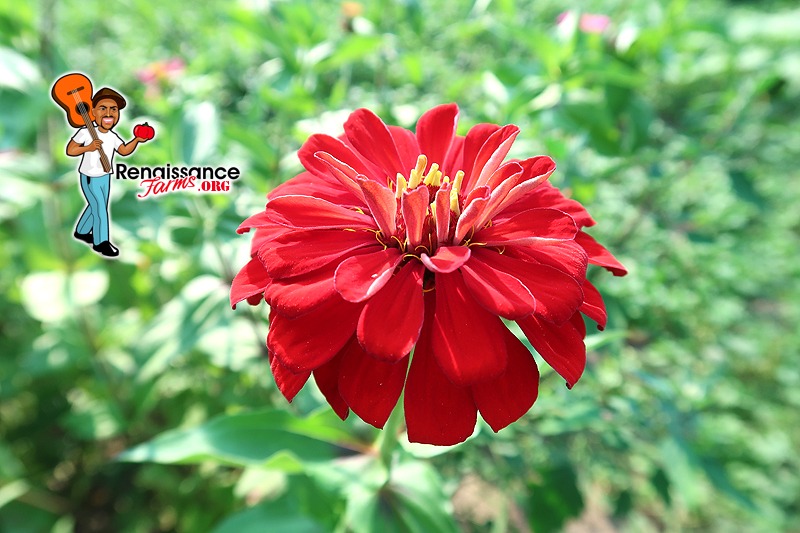 red zinnia flower