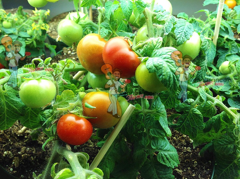 The Best Small Tomato Plants to Grow (aka Micro Tomatoes!)