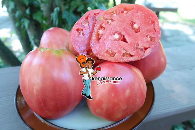 Pink Brandywine Tomato Seeds For Sale At Renaissance Farms