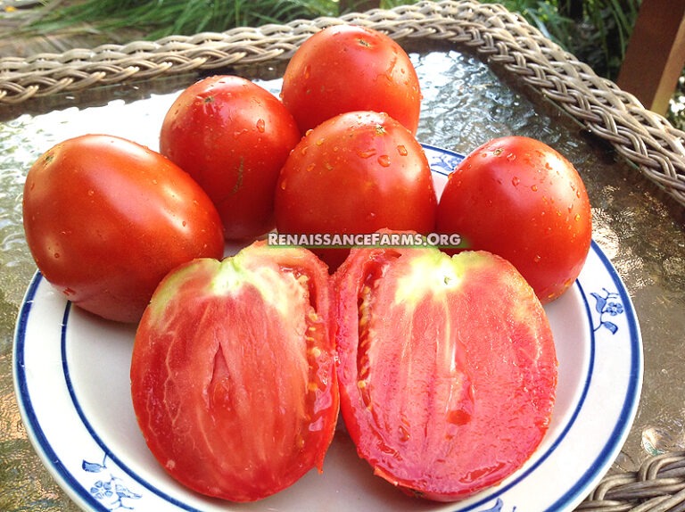 Amish Paste Tomato Seeds Available For Sale At Renaissance Farms