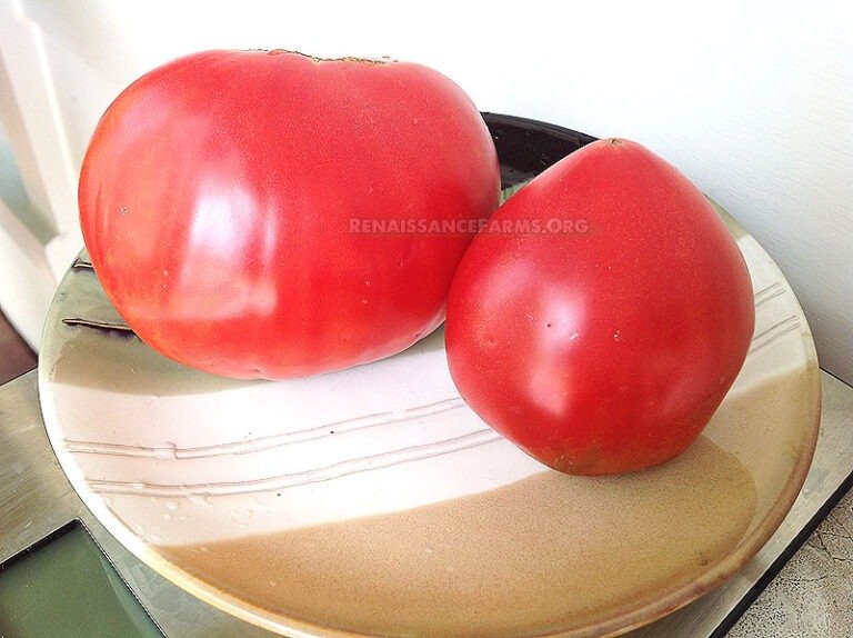 Anna Russian Tomato Seeds Available At