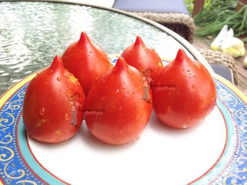 Anna's Multiflora Tomato