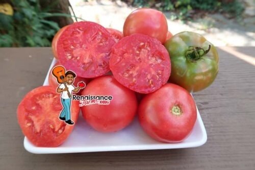 Arkansas Traveler Tomatoes