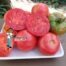 Arkansas Traveler Tomatoes