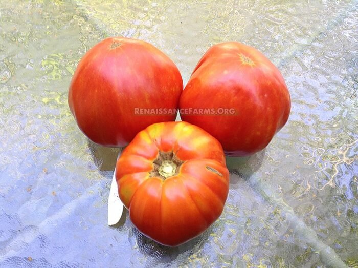 Ashleigh Tomato