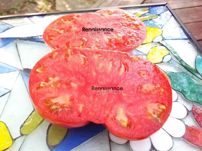 Beauty King Dwarf Tomato 2017