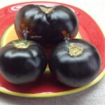 Black Beauty Tomato 1