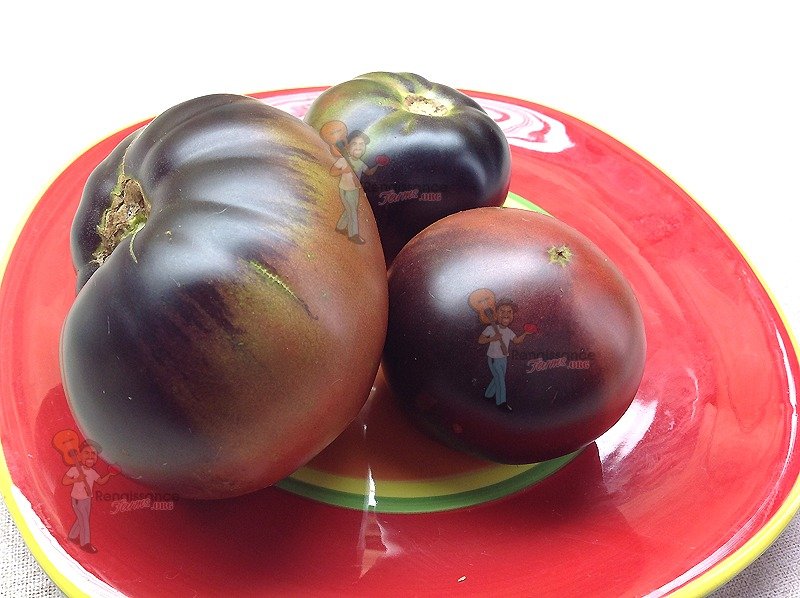 10 graines de tomate rare Black Beauty le plus foncé au monde tomato seeds m.bio