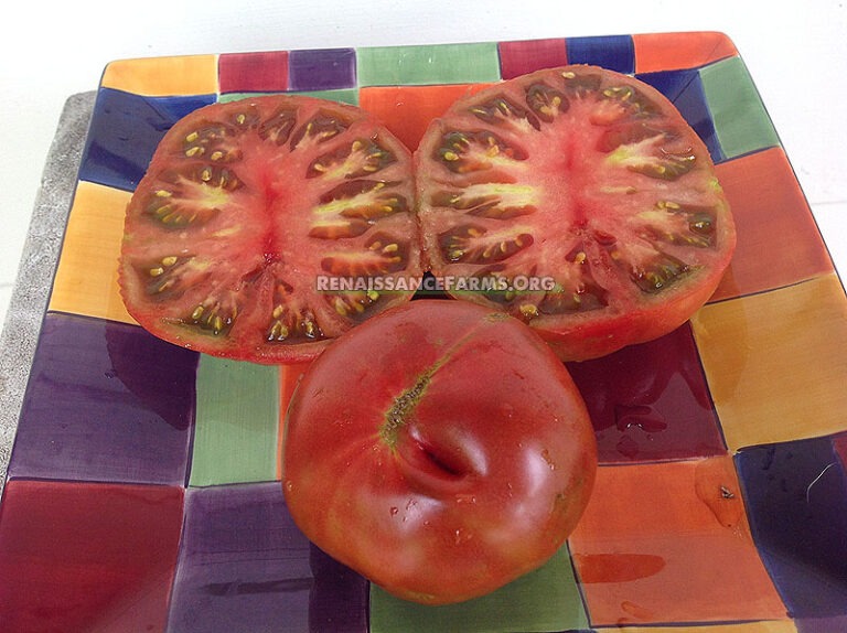 Black Brandywine Tomato - Renaissance Farms Heirloom Tomato Seeds