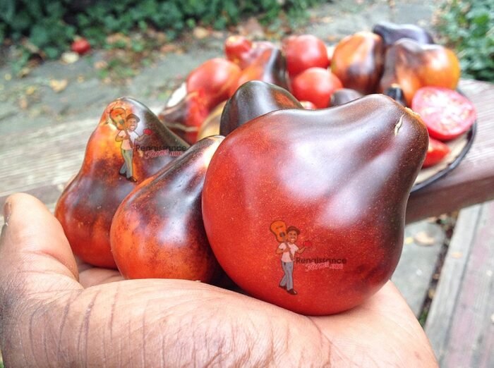 Blue Pear Tomato Seeds