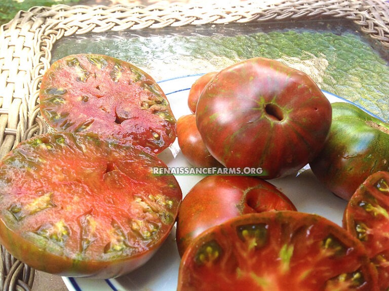 Chocolate Stripes Tomato Renaissance Farms Heirloom Tomato Seeds