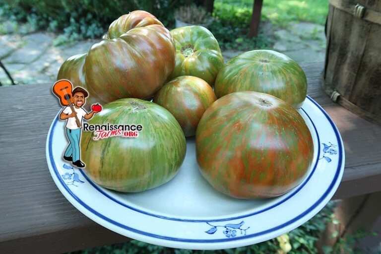 Chocolate Stripes Tomato Renaissance Farms Heirloom Tomato Seeds