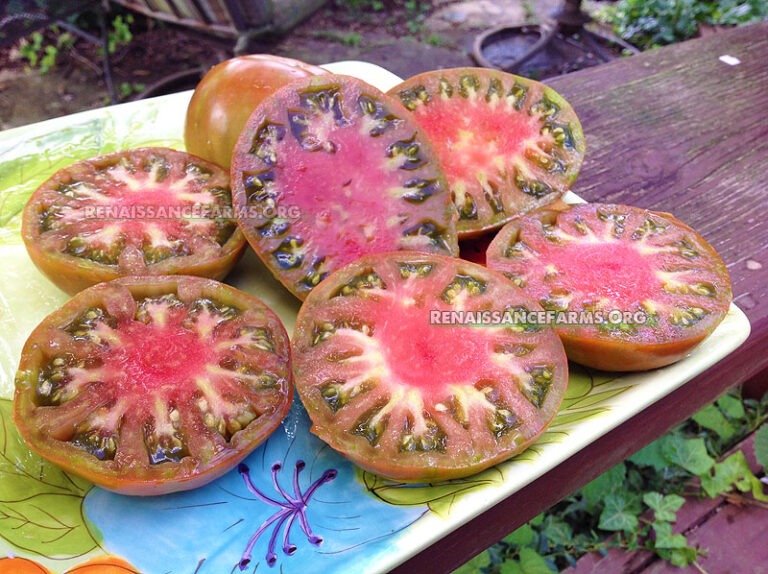 Chocolate Stripes Tomato Renaissance Farms Heirloom Tomato Seeds