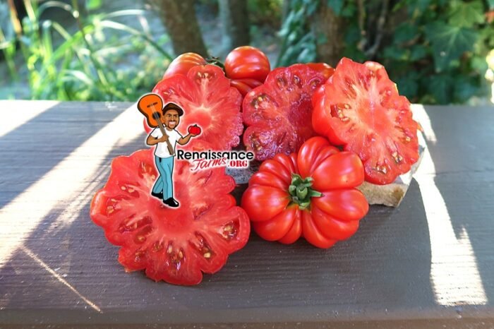 Costoluto Fiorentino Tomato