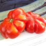 Costoluto Genovese Tomato