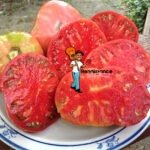 Dester-Heirloom-Tomato