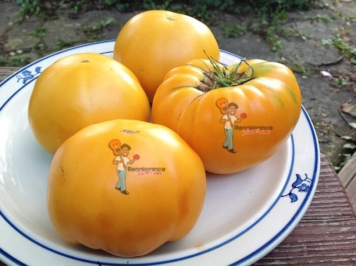 Dixie Golden Giant Tomato