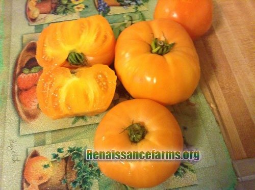 40 2019 Seeds Dr Wyche's Organic Tomato Seeds Yellow Heirloom Variety 