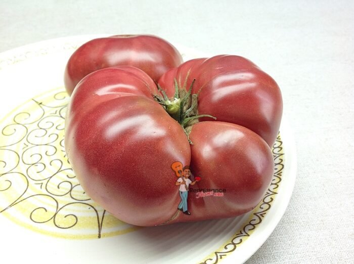 Dwarf BrandyFred Tomato 2018