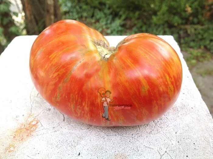 Dwarf Beauty King Tomato