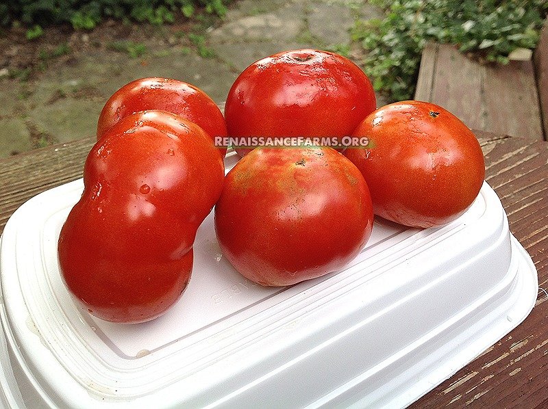 ER Chu Xian Zao Sheng TomatoES