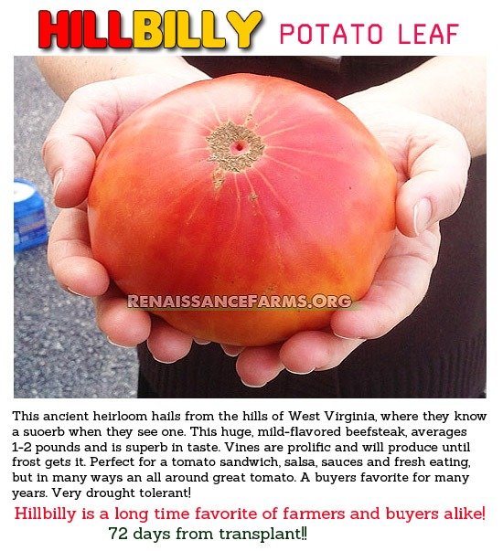 Hillbilly Tomato Description