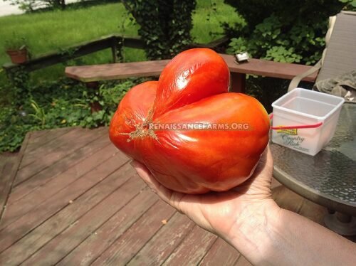 Huge Goatbag Tomato