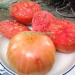 Italian Giant Beefsteak Tomato