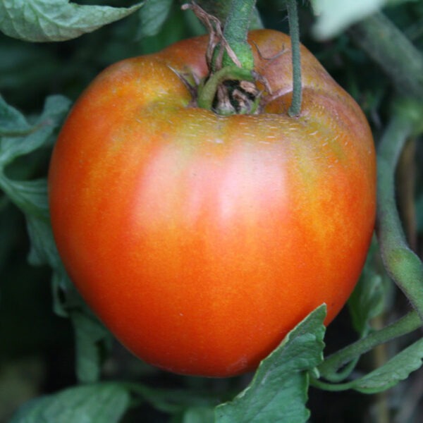 Italian Heirloom Tomato Renaissance Farms Heirloom Tomato Seeds