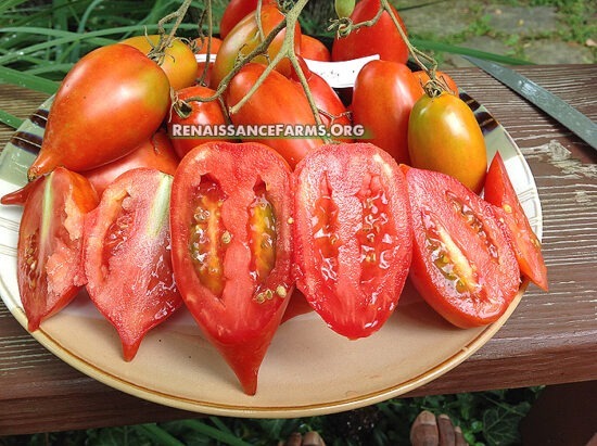 Legenda Tarasenko Tomato - Renaissance Farms Heirloom Tomato Seeds