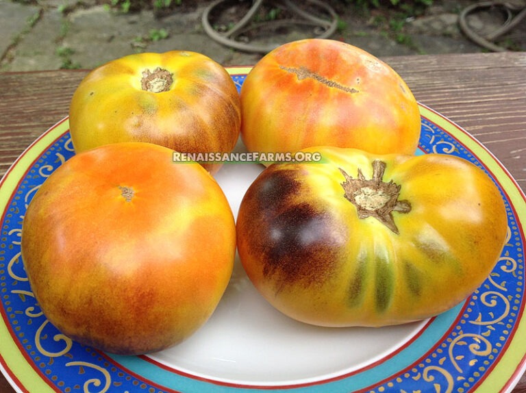 Lucid Gem Tomato - Renaissance Farms Heirloom Tomato Seeds