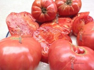 Mallee Rose Tomato