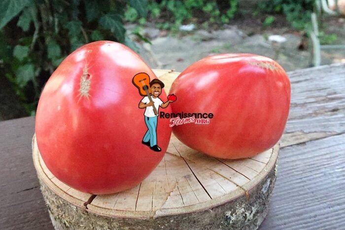 Monkey Ass Tomato Image