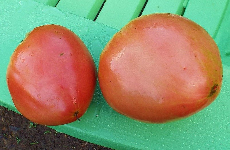 Tomato Ass 105