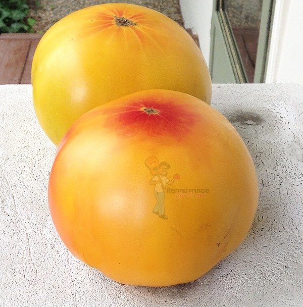 Pineapple Tomato 2017