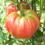 Pink Brandywine Tomato