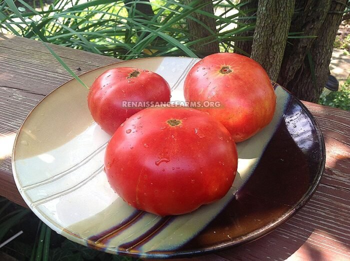 Hillbilly Potato Leaf Tomato 2019