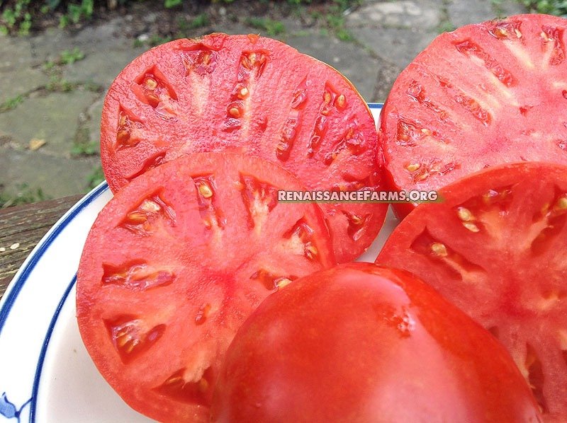 Russian Rose Beefsteak Tomato – Eagleridge Seeds