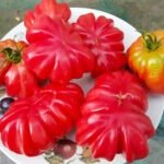 Zapotec Tomato Seeds