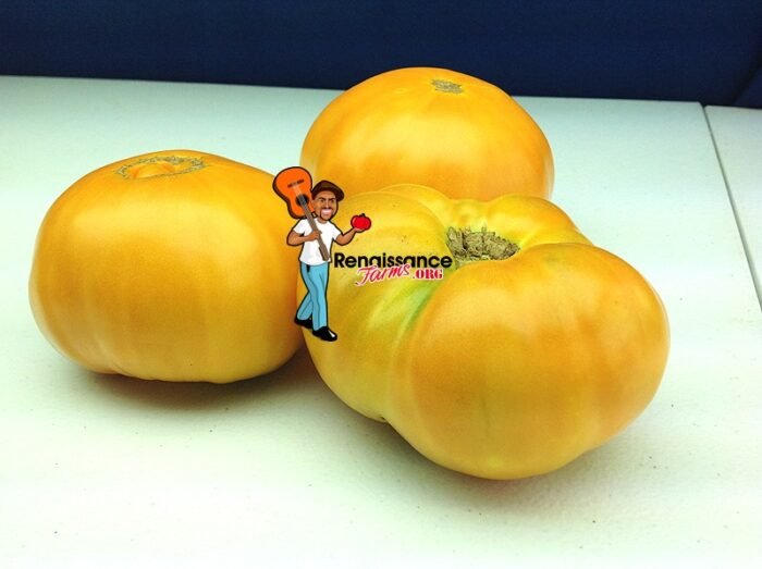 Amana Orange Tomato 2