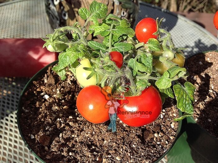 Andrina Tomato