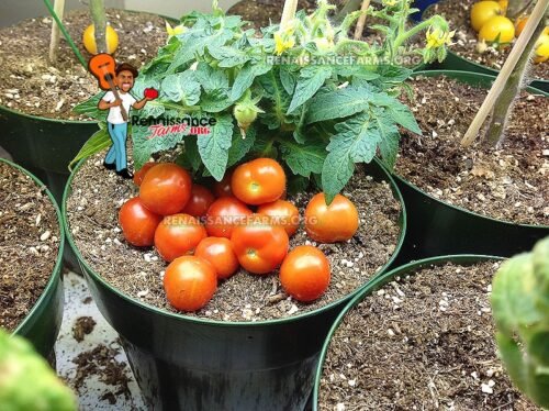 Baby Micro Dwarf Tomato