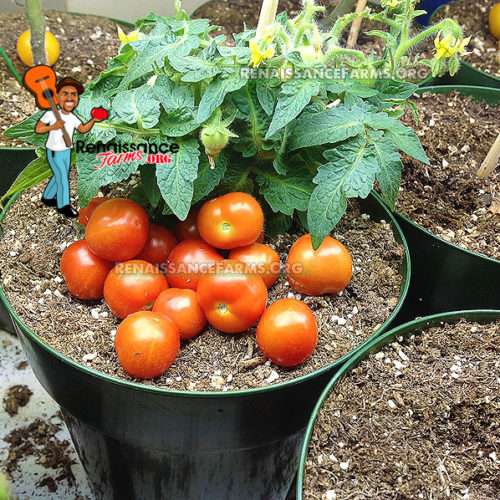 Micro Dwarf Tomatoes Archives | Heirloom Tomato Seeds