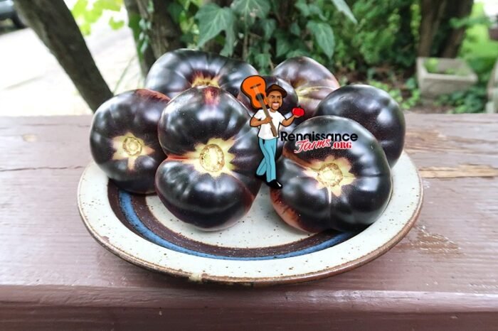 Black Beauty Tomatoes