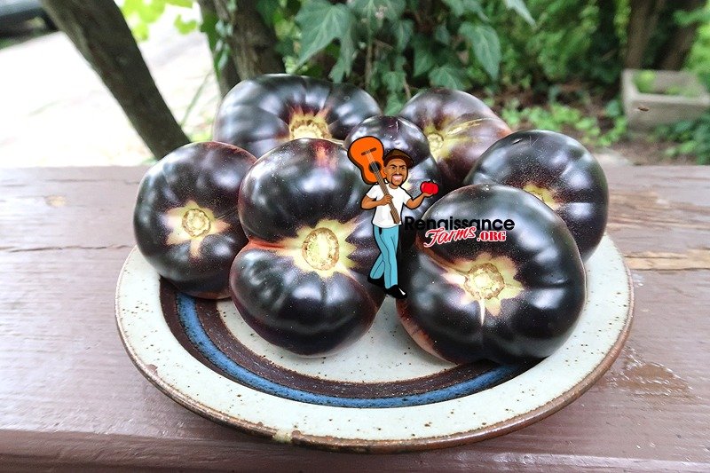 10 graines de tomate rare Black Beauty le plus foncé au monde tomato seeds m.bio