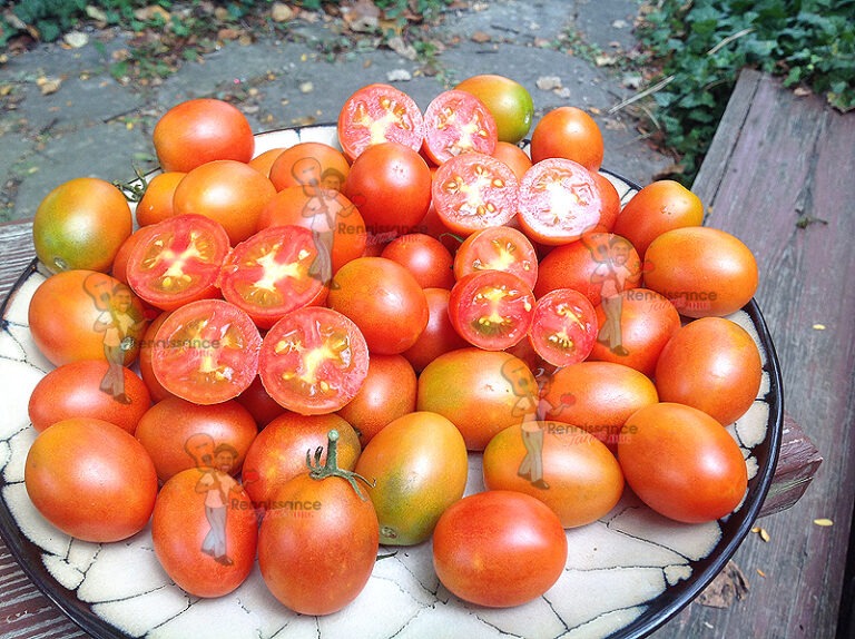 Cherry Chunks Tomato - Renaissance Farms Heirloom Tomato Seeds